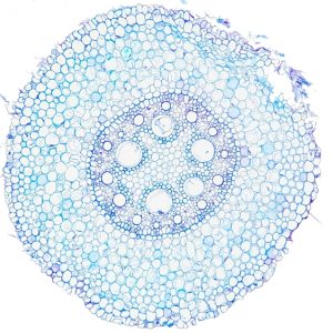 BIO 140 Principles of Biology II w/ Lab