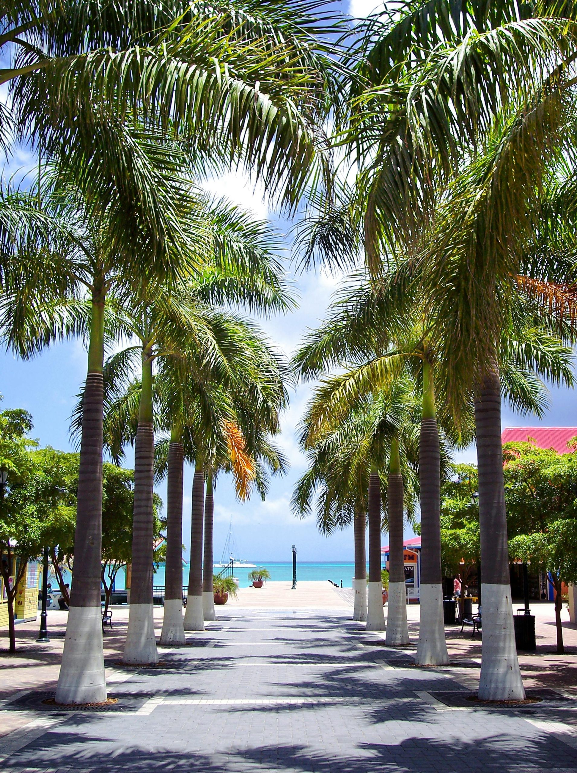 American University of the Caribbean
