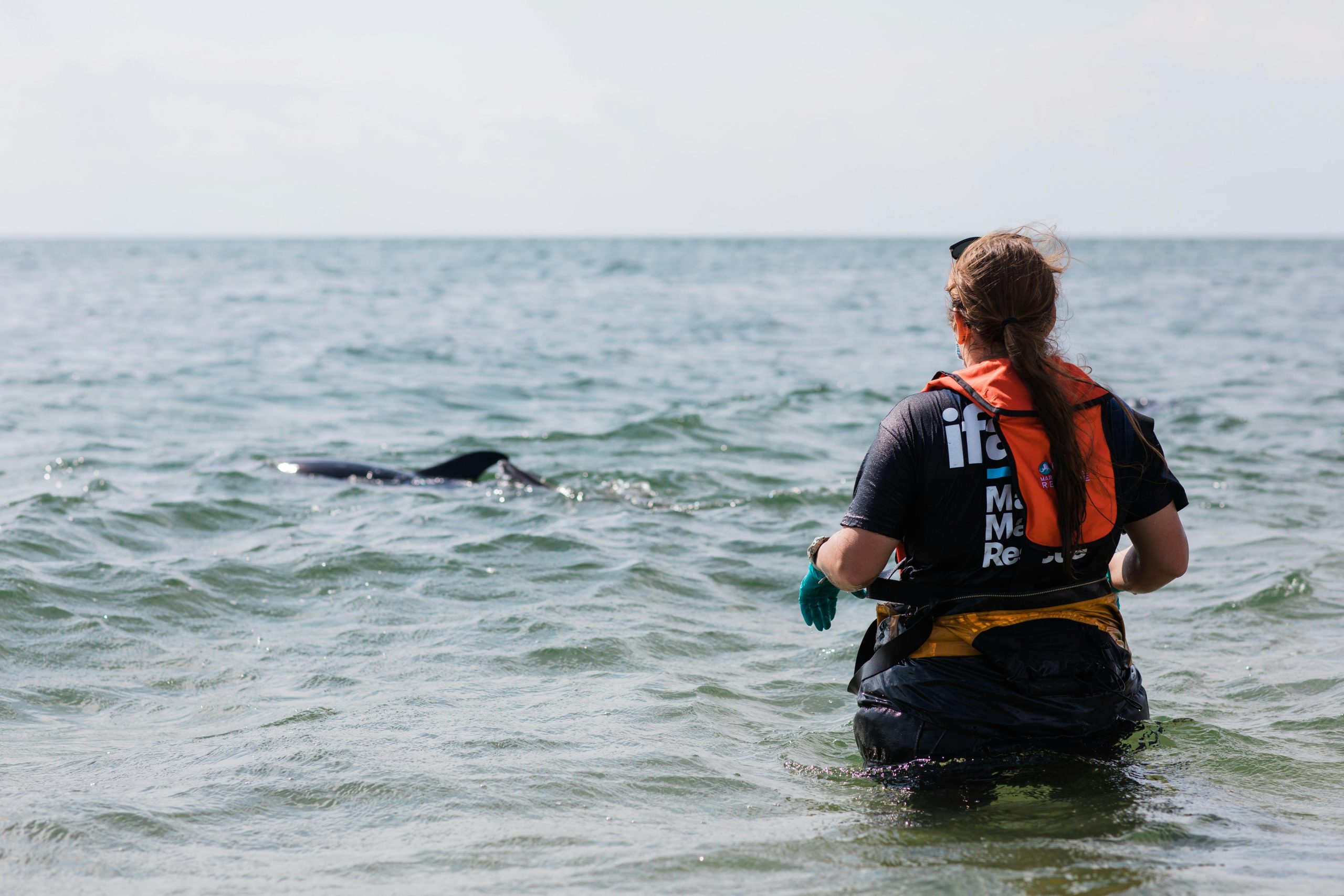 How to become a marine biologist