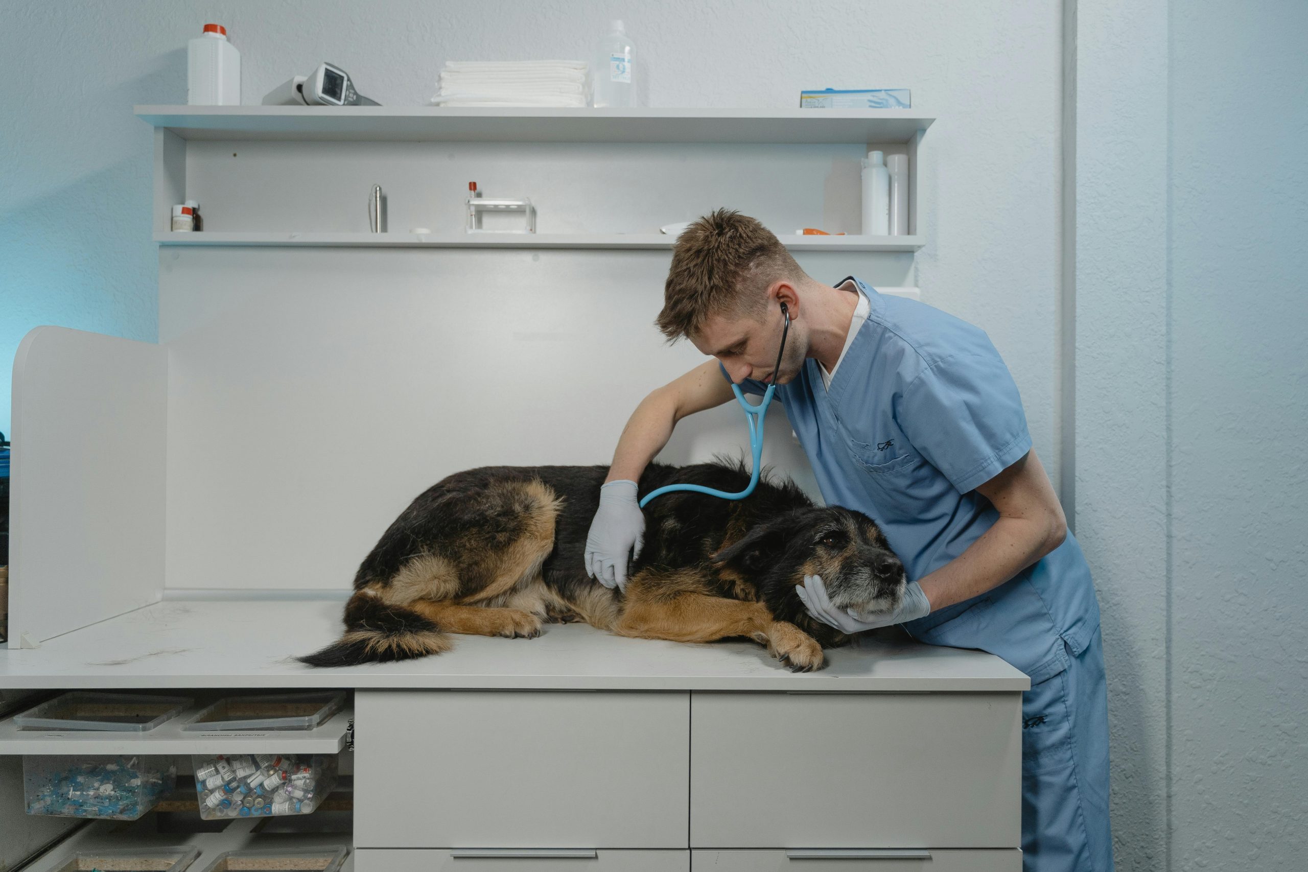 How to become a veterinarian