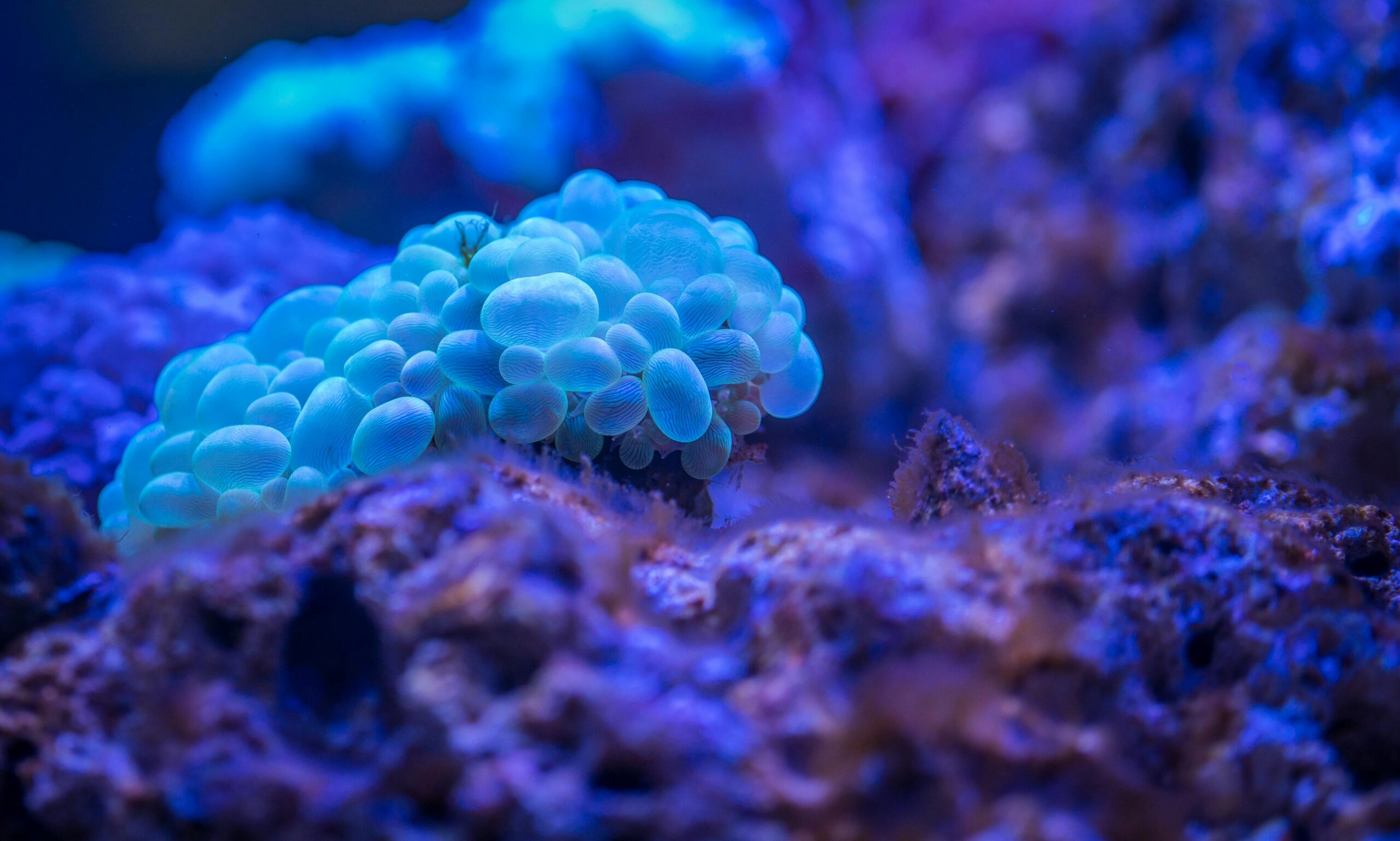 Biology courses online for credit