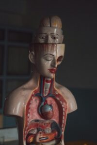 human anatomy and physiology course online