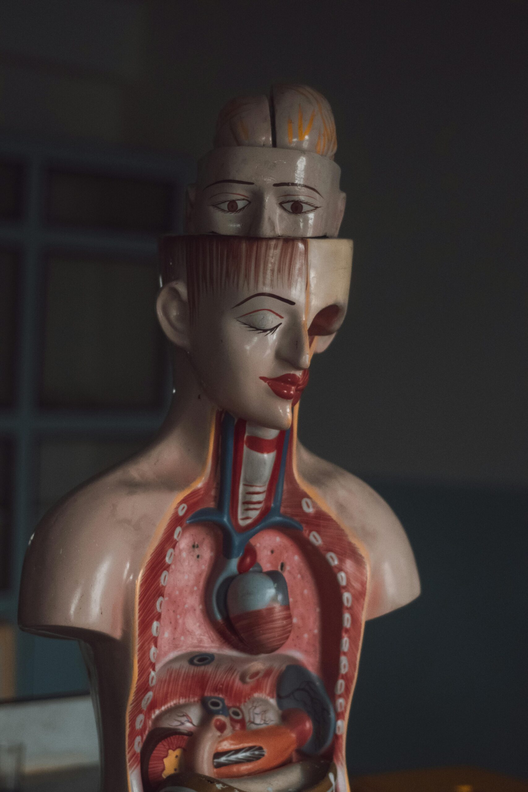 human anatomy and physiology course online