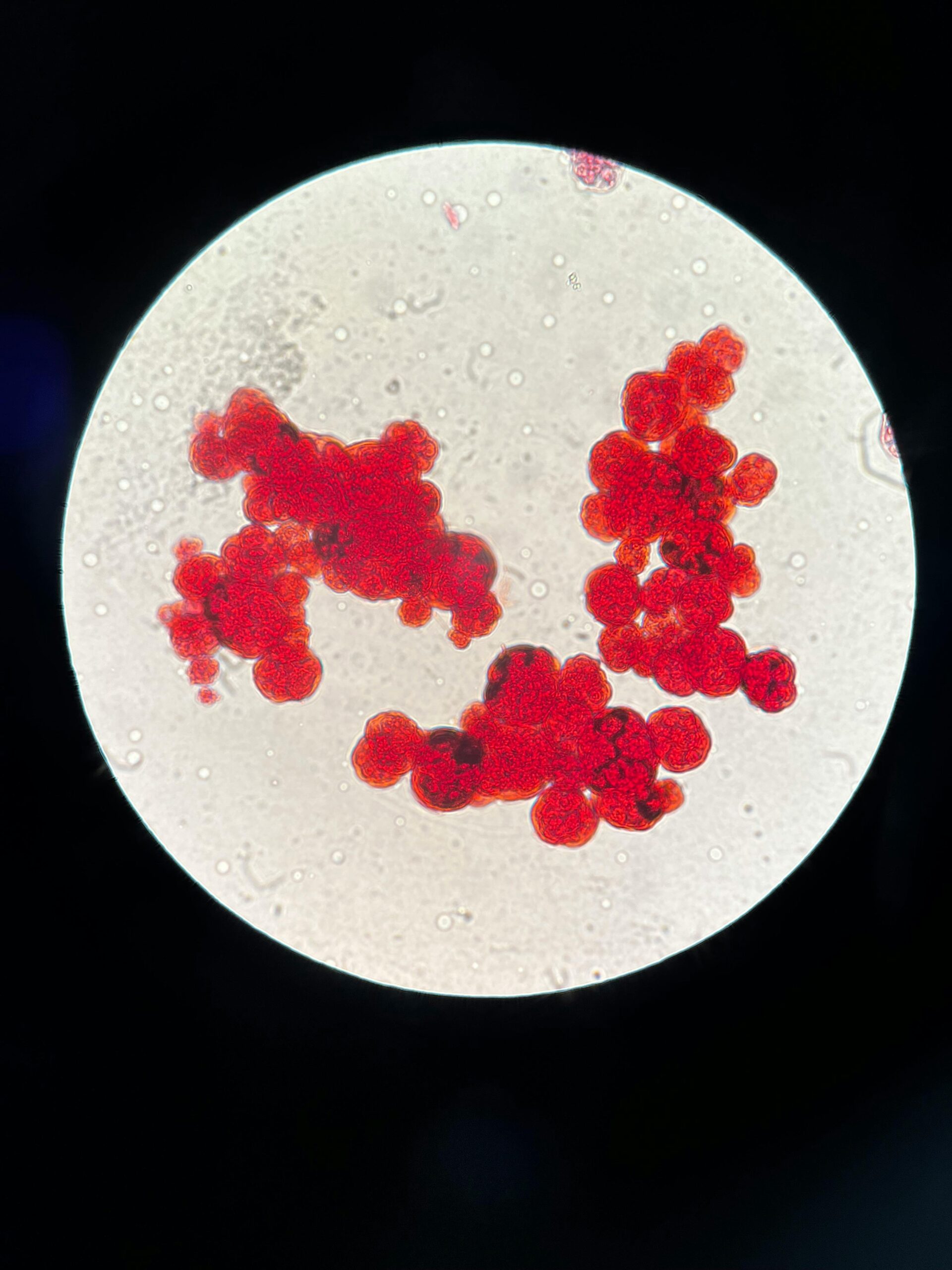 accredited online course in microbiology