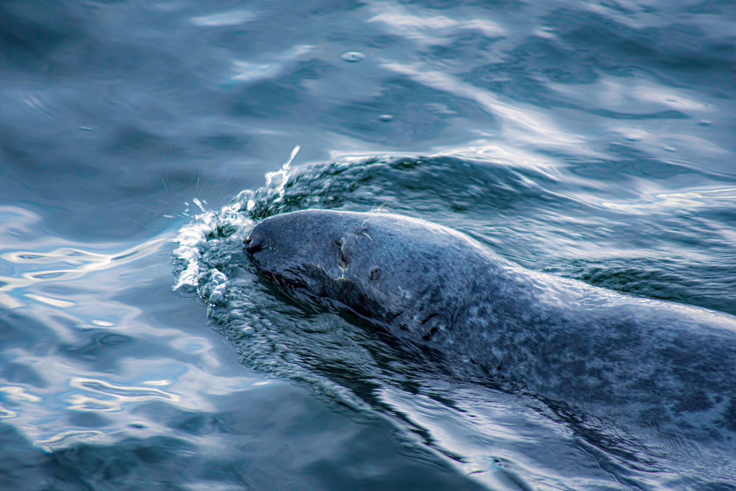 masters programs in marine biology