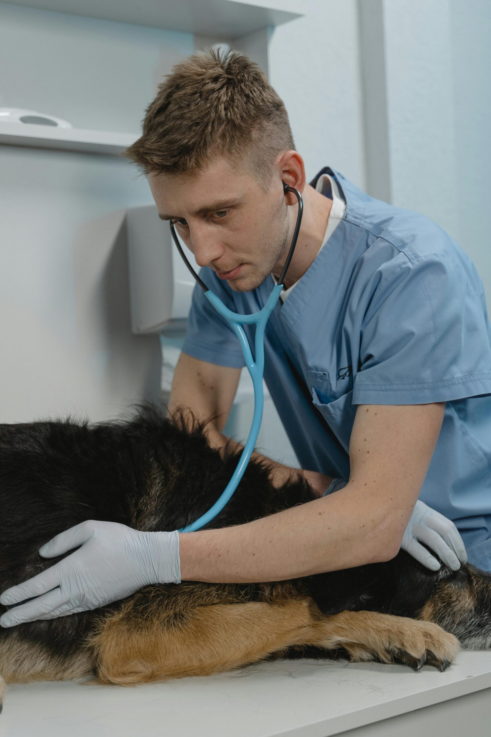 bachelor's degree in veterinary science
