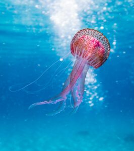 biology online course