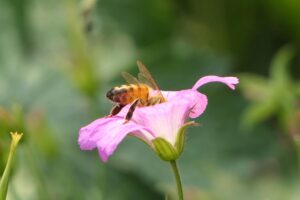 general biology online course