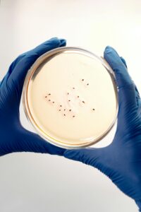 Online Microbiology for MLS and Clinical Lab Programs: What Counts