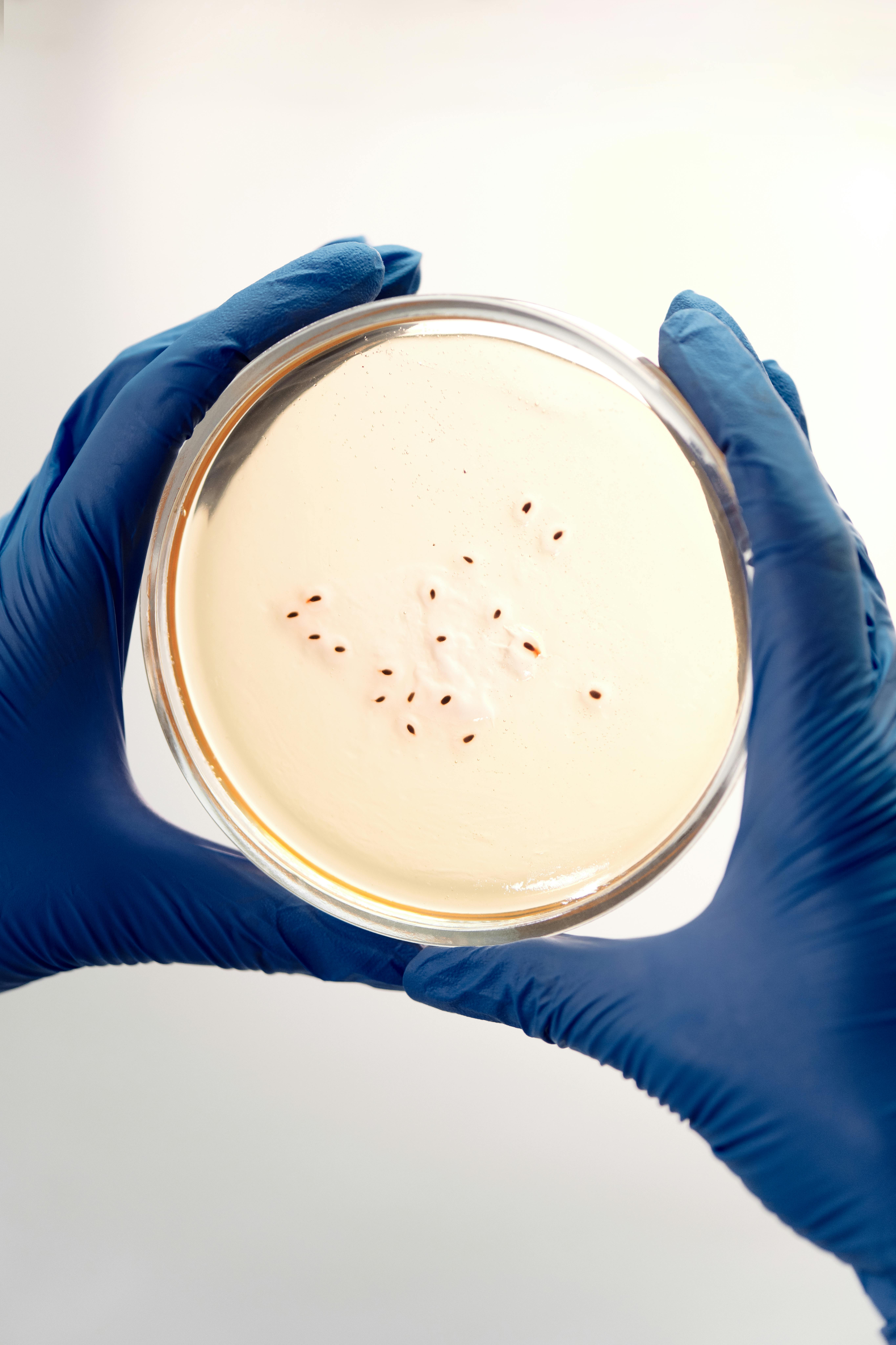 Online Microbiology for MLS and Clinical Lab Programs: What Counts