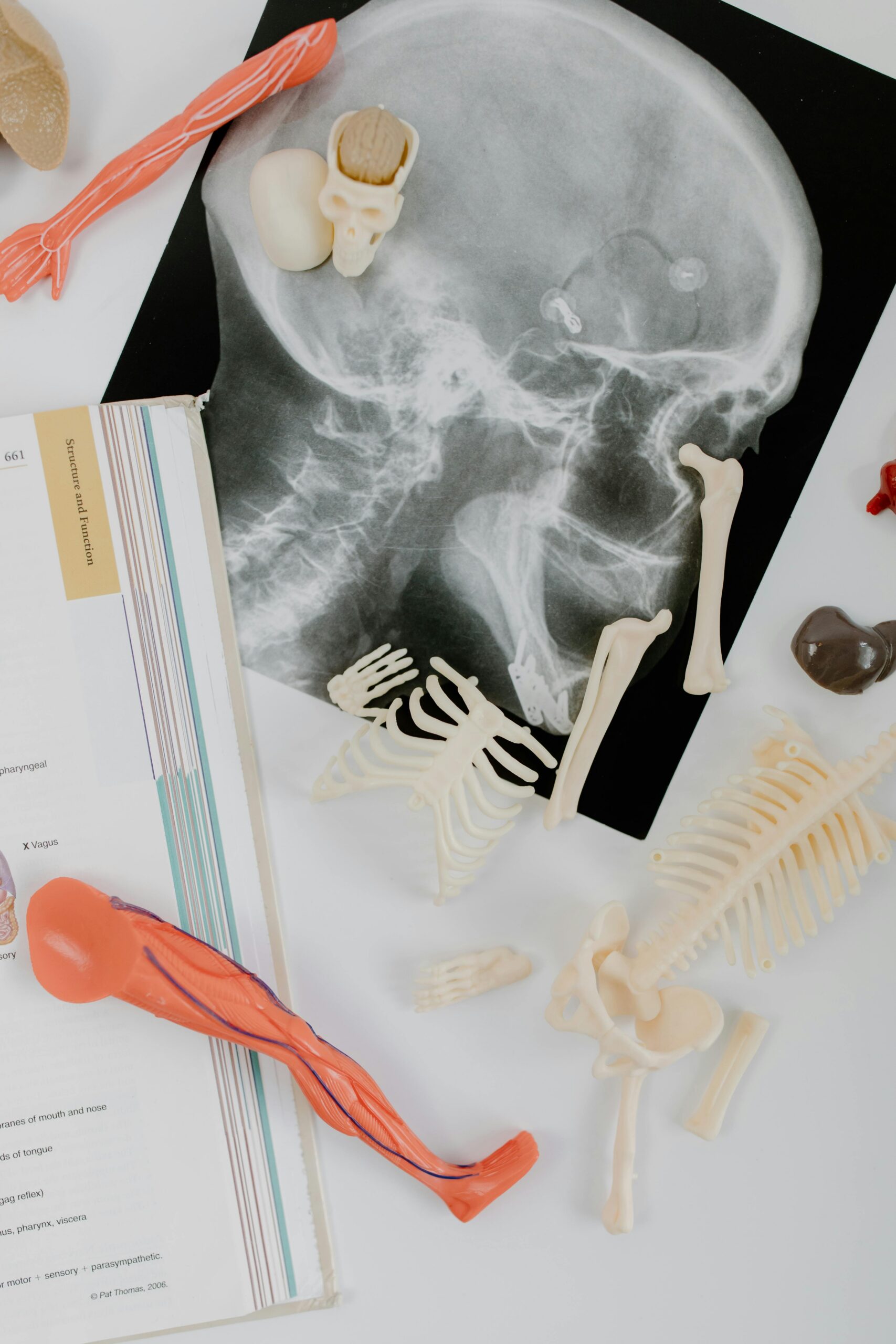 Anatomy and Physiology I and II for PathA, Histotech, and MLS Programs
