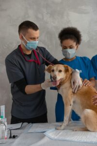 The Complete Guide to Veterinary School Prerequisites
