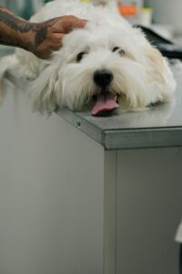 Holistic Review and Vet School