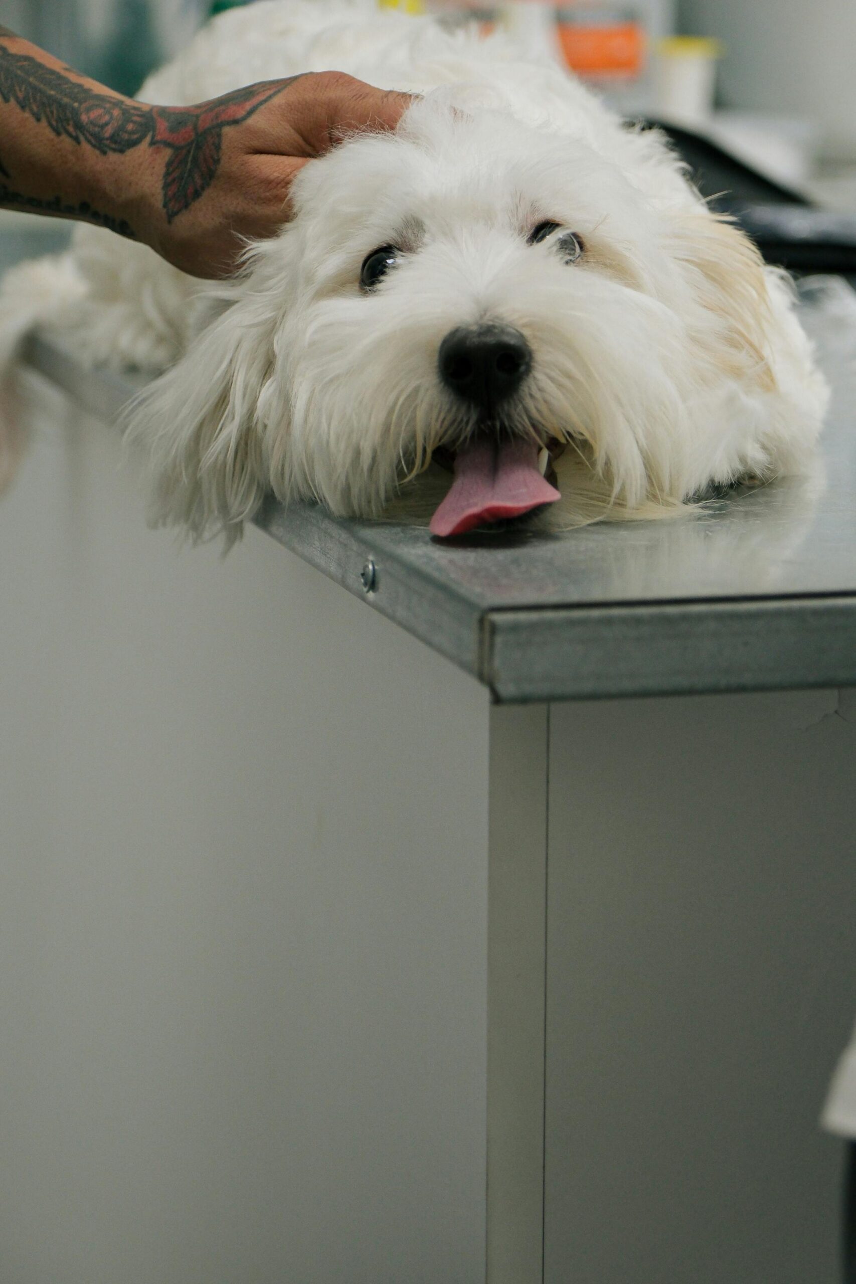 Holistic Review and Vet School
