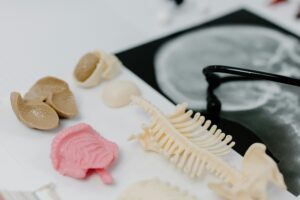 Anatomy And Physiology I & II for Respiratory Therapy School: How to Complete A&P Online