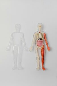 Anatomy and Physiology I & II for Sonography Programs Online
