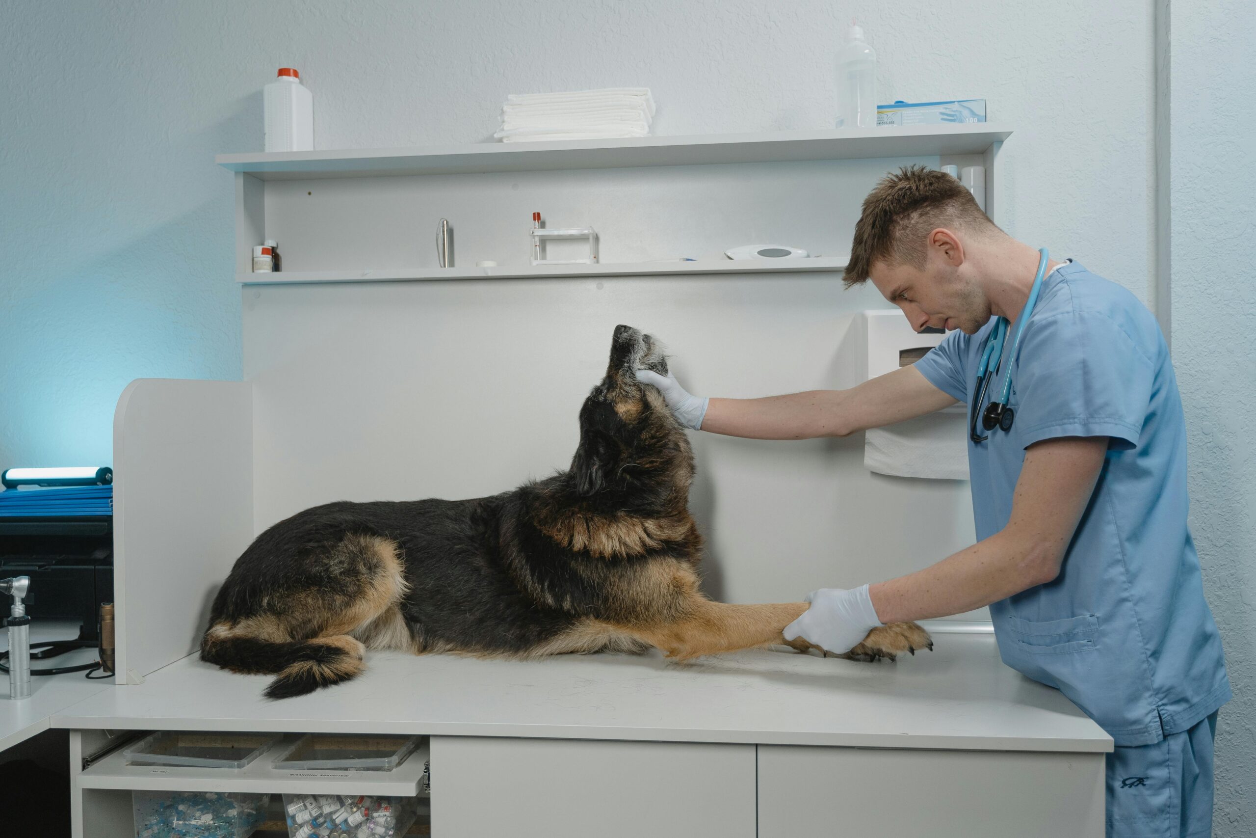 Vet School Prerequisite Refresh: How to Handle Expired Science Courses