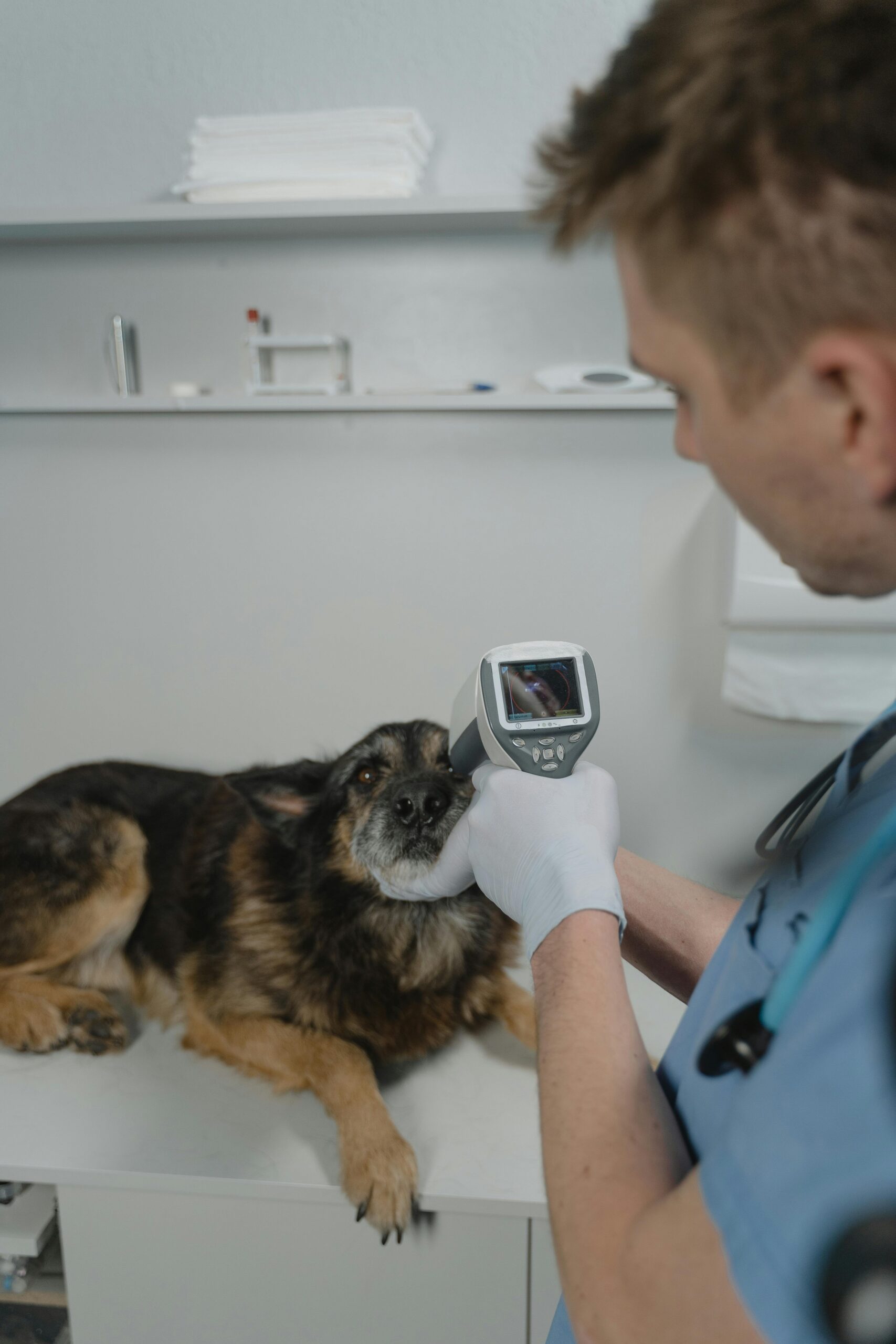Vet Tech to DVM