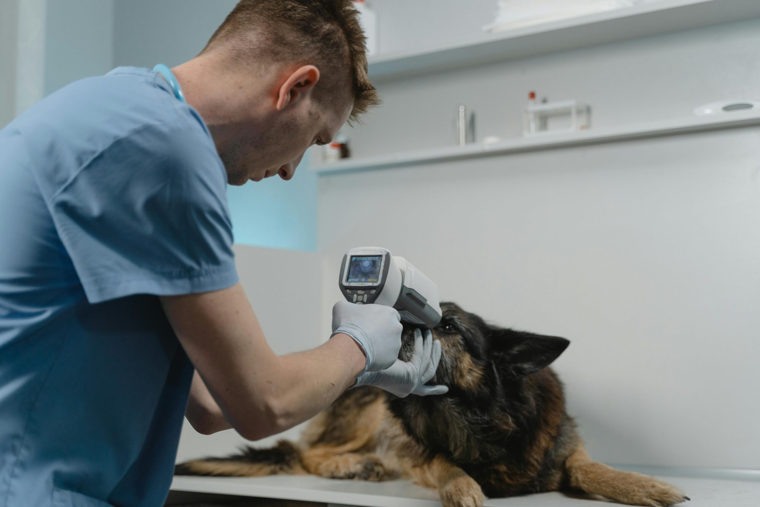 The Career Changers Roadmap to Veterinary School