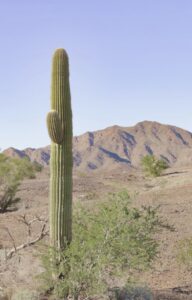 The Complete Guide to Using Arizona ESA Funds for College Courses